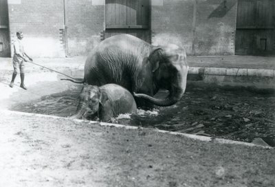 A Baby Asian Elephant and Adult Female, Lukhi, Bathing in Their Pool with Their Trainer at the Side of the Pool, 1923 by Frederick William Bond